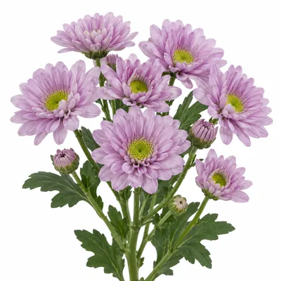 Хризантема кустовая сиреневая — сиреневый, цветок для букета