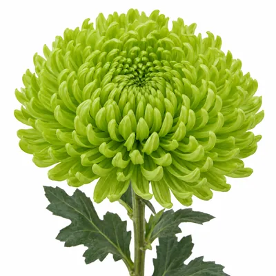 Хризантема одноголовая зелёная — зелёный, цветок для букета