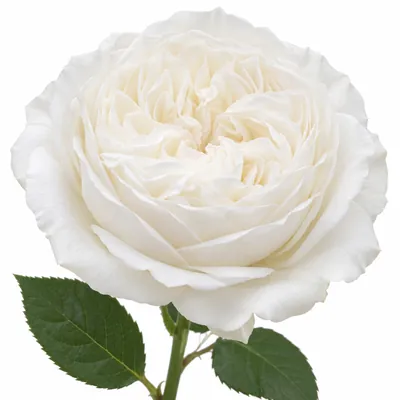 Роза пионовидная Mayra's Bridal White — белый, цветок для букета