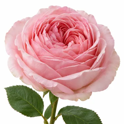 Роза пионовидная Pink O'Hara — розовый, цветок для букета