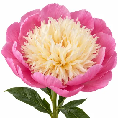 Пион Bowl of Beauty — розово-кремовый, цветок для букета