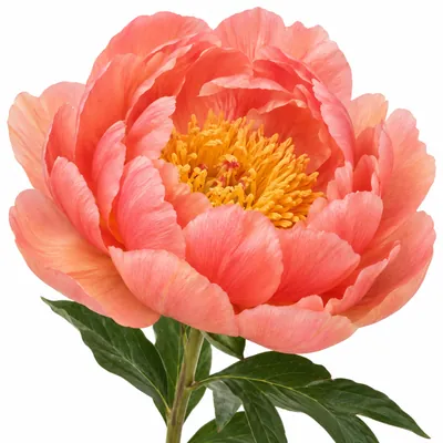 Пион Coral Sunset — коралловый, цветок для букета