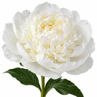 Пион Duchesse de Nemours — белый, цветок для букета