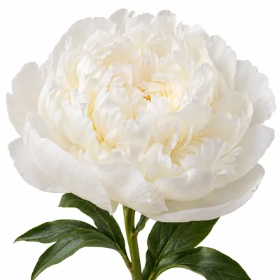 Пион Gardenia — белый, цветок для букета