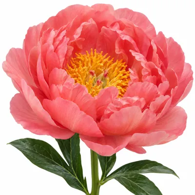 Пион Pink Hawaiian Coral — коралловый, цветок для букета