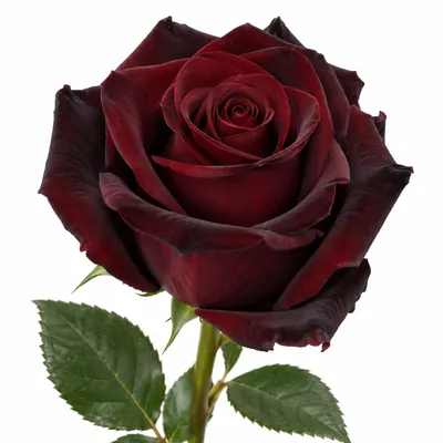 Роза Black Baccara — тёмно-бордовый, цветок для букета