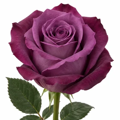 Роза Deep Purple — фиолетовый, цветок для букета