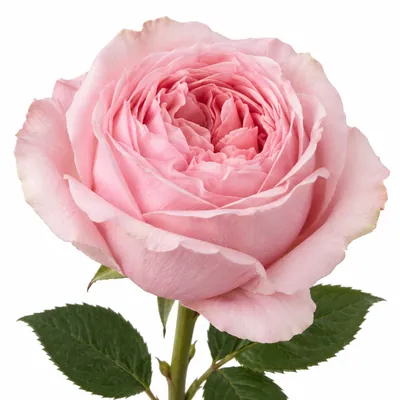 Роза Pink Ohara — розовый, цветок для букета