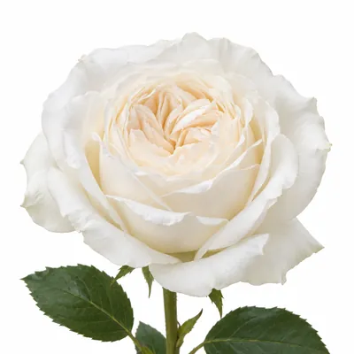 Роза White Ohara — белый, цветок для букета