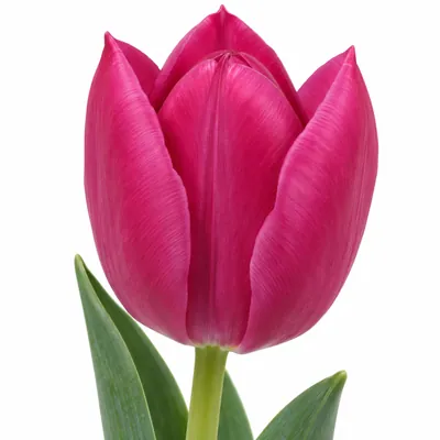 Тюльпан Barcelona — розовый, цветок для букета