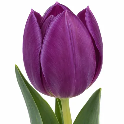 Тюльпан Purple Flag — фиолетовый, цветок для букета